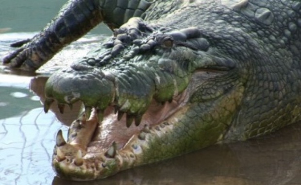 На остров Крит за Богоявление ще хвърлят кръста в езеро с крокодил
