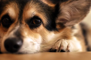 Съд забрани на куче да лае