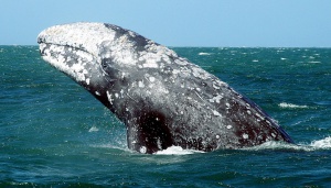 Откриха праисторически кит край Варна