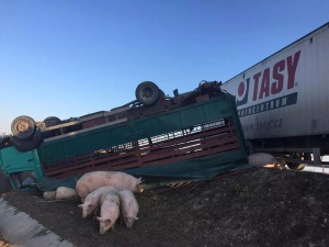 Катастрофа изкара прасета на магистрала "Тракия"