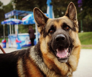 Немска овчарка нападна трима мъже и полицай в Разград