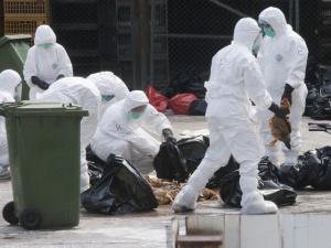 Кувейт временно забрани вноса на живи птици и яйца от България