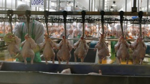 Немска компания иска да купи "Лудогорско пиле"