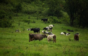 Селска полиция ще пази хората и поминъка им?