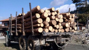Блокада на гранични пунктове готвят износители на дървесина