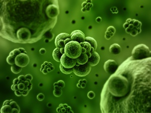 Над 8000 класа бактерии има във всяко домакинство