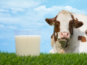 Изкупната цена на млякото пада заради ембаргото да се изнася в Русия?