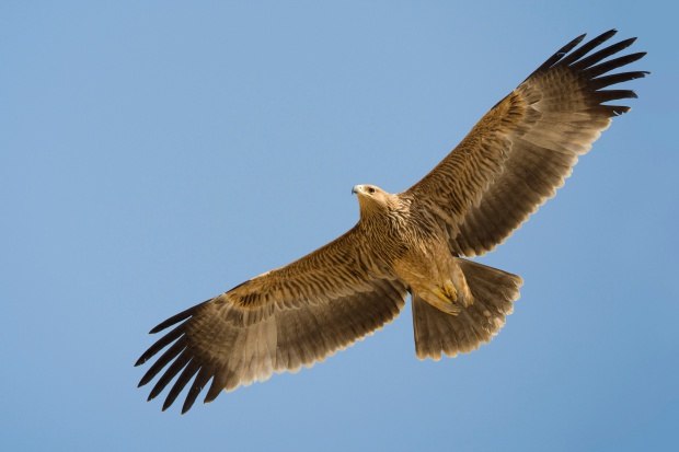 Край Елхово убиха царски орел, една от най-редките птици в света