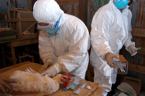 Отмениха извънредните мерки за птичи грип в Бургаско