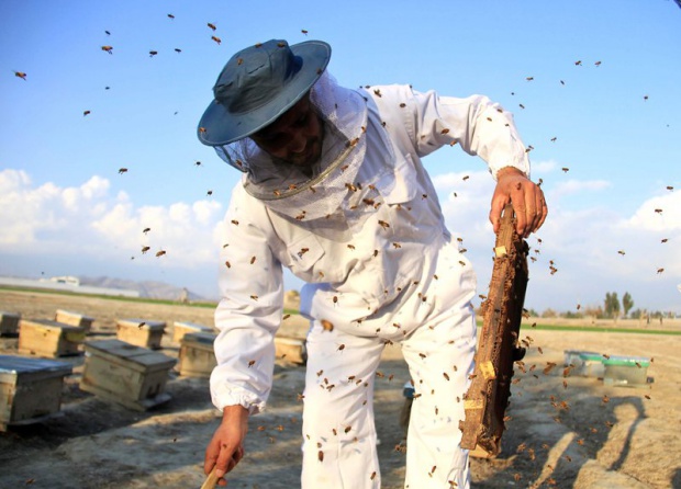 Пчеларите на бунт заради унищожаването на кошери