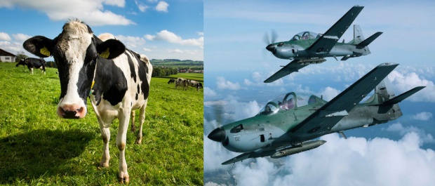 Крава или самолет - това е въпросът