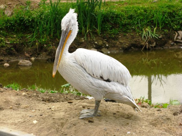 Още смърт на пеликани в "Сребърна", общо 27 мъртви птици