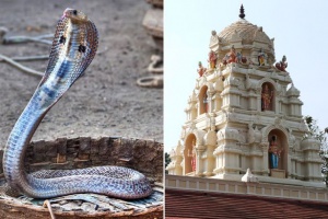 Индиец се ожени за кобра