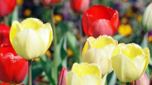 Пролетта е тук: Парадът на лалетата в Балчик започна