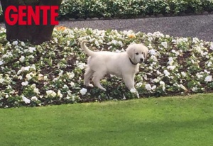 Берлускони си има трето куче - голдън ретривър