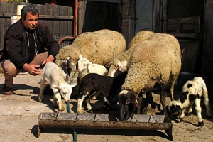 Финансова инжекция по de minimis за стопаните на овце и кози майки