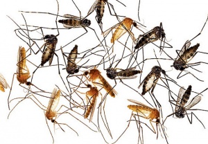 Ново за комарите - хапят ни според гените ни