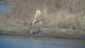 Откриха още четири мъртви пеликана в "Сребърна"