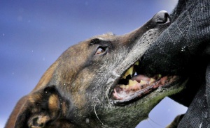 Две деца бяха нахапани от кучета в Сливен