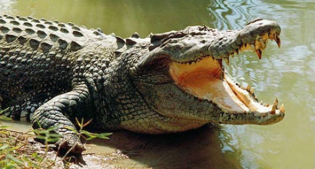 Крокодил ухапа играч на голф на  игрището