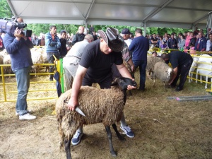 70 000 души се събраха на събора на овцевъдите в Лясковец