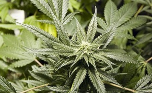 Легализиране на марихуаната искат в Гърция