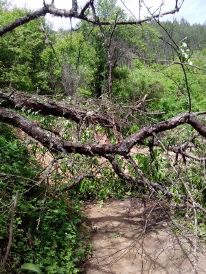 Незаконно изсичат букови и дъбови гори край Своге