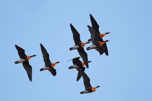 Европейският съд гледа дело срещу България заради вятърните турбини в Добруджа
