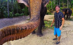 Слон си прави селфи с откраднат от турист телефон