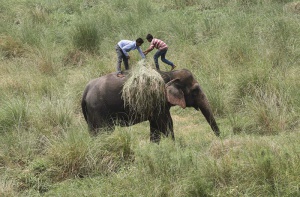 Цирков слон избяга и уби възрастен германец