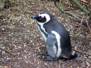 Пингвин от зоопарка в Тбилиси стигна до границата с Азербайджан