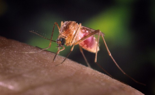 Комар зарази с нилска треска 7-годишно дете в София