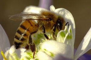 Пчелите измират заради глобалното затопляне, сочи изследване