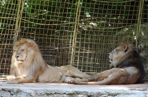 Блеки и Жора заменят цирковата арена с живот на свобода