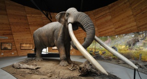 Бозайници от Плиоцена посрещат туристи в село Дорково