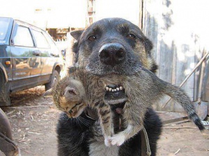 Куче спасява коте от горящ дом