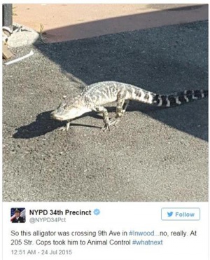 Крокодил се разходи по 9-то авеню в Манхатън