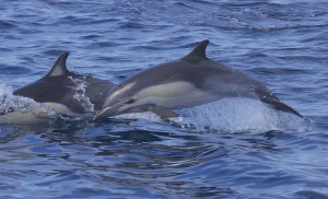 17 мъртви делфина намерни между Бяла и Царево до края на юли