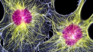 Тест от урина открива рака на панкреаса в ранен стадий