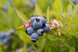 Около 30 нашенци бяха измамени за работа в Швеция