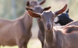 Заразата от бруцелоза се разраства, властта взема мерки