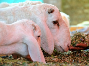 Бруцелозата наложи пропусквателен режим в Рила