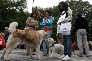 Само 2400 кучета законни в София
