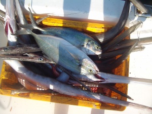 Канадско момче улови 220-килограмова риба тон