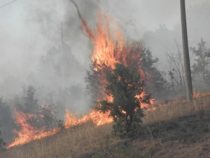 Голям пожар край село Фролош, гори боровата гора
