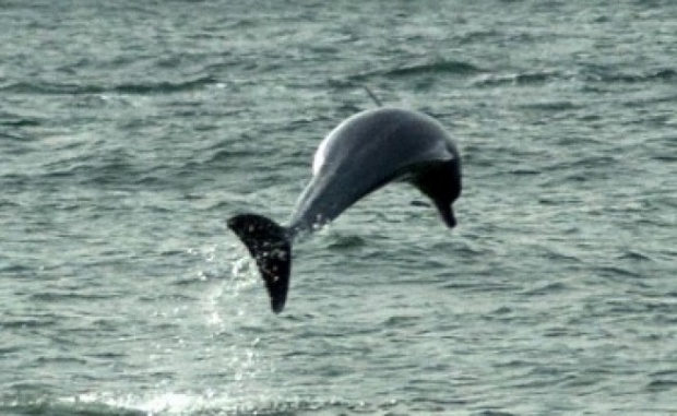 Обявиха черноморските делфини за световно застрашени видове