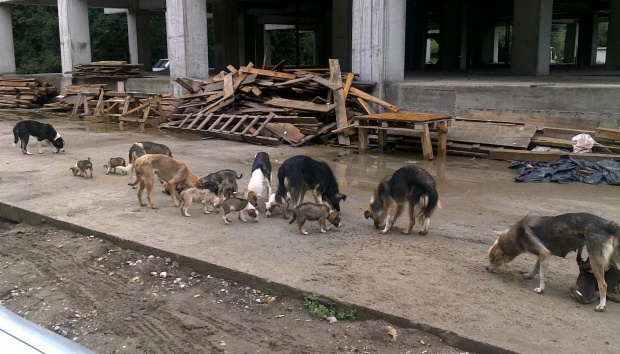 Продължава изхвърлянето на кучета в София