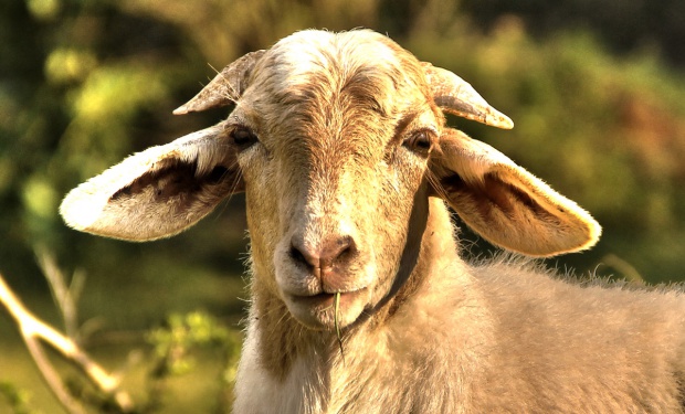 Две от козите в Рилския манастир са заразени с бруцелоза