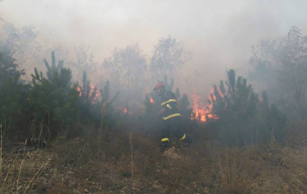 Пламна 10 декара борова гора край Казанлък