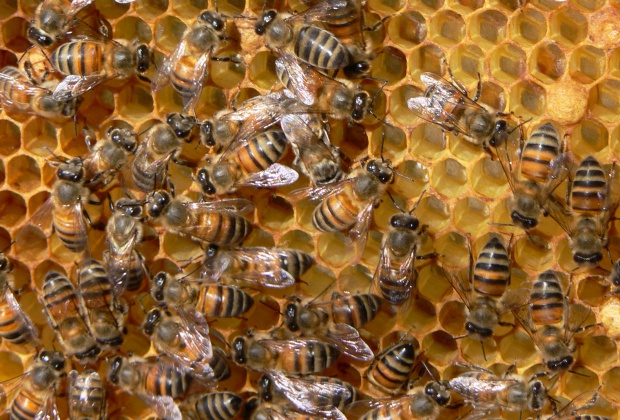 ЕС да забрани неоникотиноидите, които са смъртоносни за пчелите